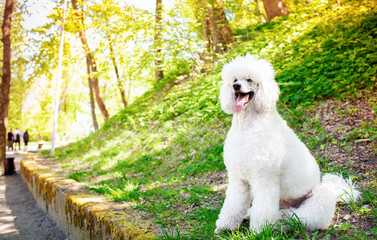 Sticker - A white royal poodle sits sideways on the background of an alley in the park. The dog has thick fur and shows its tongue. Training. The photo is horizontal and blurry