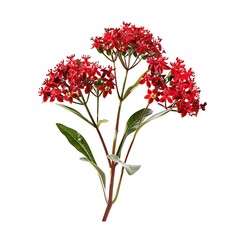 valerian red flower isolated on white background.close up.