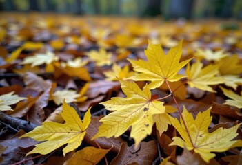 autumn leaves on a tree