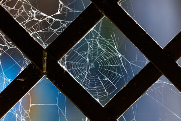 Wall Mural - A spider web is seen through a window, with the web itself being torn apart