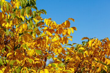 Wall Mural - A tree with green leaves and yellow leaves