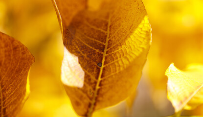 Wall Mural - A leaf with a brown spot is shown in a close up