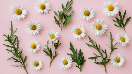 Canvas Print - A flat lay of daisies and green leaves arranged on a soft pink background, creating a fresh and floral aesthetic that's perfect for spring.