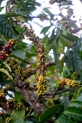 Wall Mural - branches, leaves, and Robusta coffees grown in Lam Ha Lam Dong Vietnam 