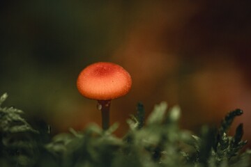 Vibrant red mushroom in lush forest