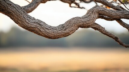 Poster - Twisted tree branch against a blurred natural background.