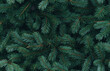 © Roxana - Seamless green background of Christmas fir tree branches, festive New Year pattern