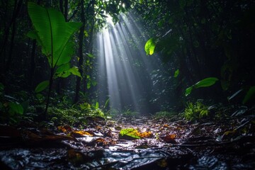 Aufkleber - A captivating forest path with sunbeams illuminating the lush green foliage and fallen leaves, evoking a sense of serenity and natural wonder within the dense woods.