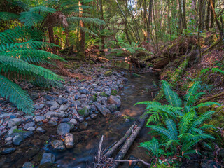 stream in the Forest Tasmania