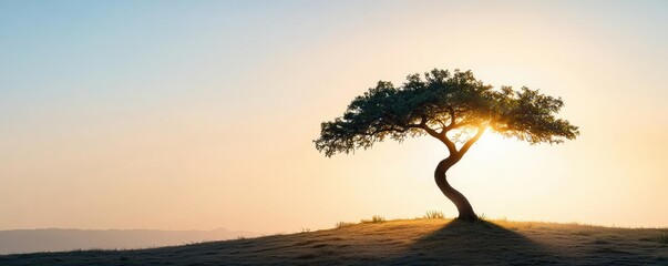Poster - Lone tree silhouette against sunrise in a serene landscape, beautiful natural setting.