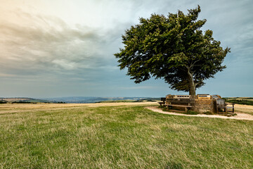 The Lone Beech Tree