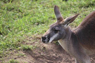 Wall Mural - Close-up of a kangaroo in nature.