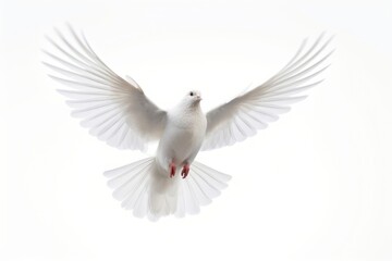 Canvas Print - Dove flying animal white bird.