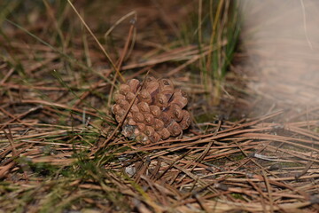 Poster - Pine cone on the ground in the pine forest, close up