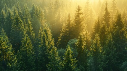 Poster - Healthy green trees in a forest of old spruce fir and pine trees in wilderness of a national park lit by bright yellow sunlight Sustainable industry ecosystem and healthy environment concepts x000D