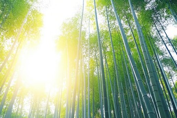 Poster - Serene bamboo forest with tall green trunks and sunlight streaming through on solid white background