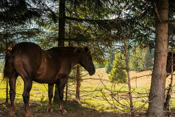 Brown horse under pine trees in a meadow.