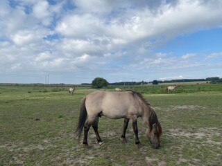 horses grazing on a pasture in the padlock, uk farm houses in the background