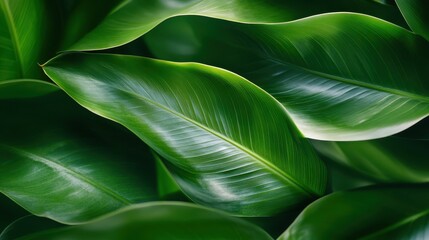 This image showcases a collection of lush green leaves, illuminated by soft natural light, highlighting their smooth textures and vibrant colors in a close-up view.