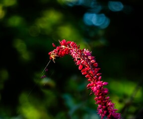 Sticker - Bee on vibrant red flower