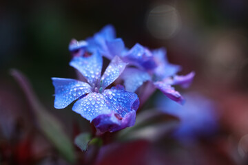 Blue Ceratostigma, or leadwort, plumbago flower with dew drops on the petals close-up