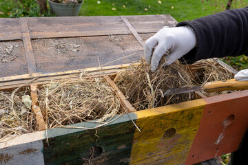 cleaning out an abandoned bird's nest from a wooden bird house