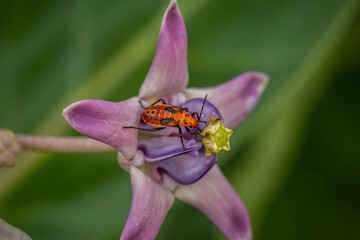 Wall Mural - red milkweed bugs are a type of insect that lives on calotropis gigantea trees.