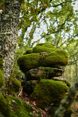 moss-covered rocks in the forests surrounding Candelario, Ávila, Castilla y León, Spain

