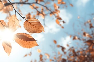 Poster - Fall leave with wind breeze sunlight outdoors nature.