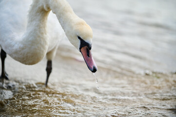 A swan stands gracefully at the water s edge, its neck extended towards the shimmering waves of the lake. This tranquil scene captures the beauty of nature and the bird's peaceful demeanor