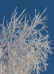 Wall Mural - a tree covered in snow with a blue sky in the background
