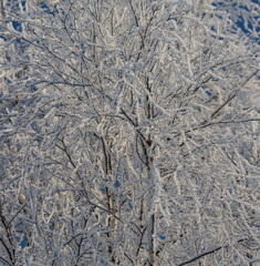 Wall Mural - a tree covered in snow with a blue sky in the background