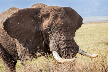 Close up head shot of an adult African elephant in the Ngorongoro conservation area in Tanzania, Africa