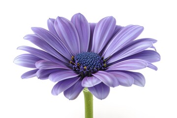 Canvas Print - Stunning Purple Flower with Delicate Petals and Vibrant Center