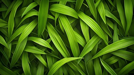 Wall Mural - A close-up view of vibrant green leaves creating a natural, lush background.