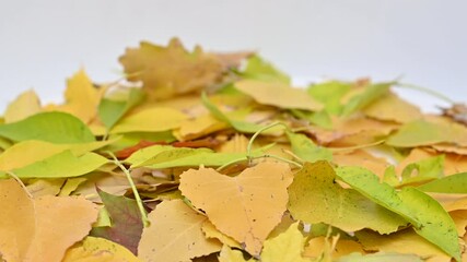 Poster - autumn leaves swirling close up