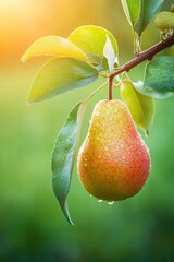 Ripe pear fruit growing on tree