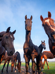 Wall Mural - young brown horses in dutch meadow near utrecht in holland in warm morning light