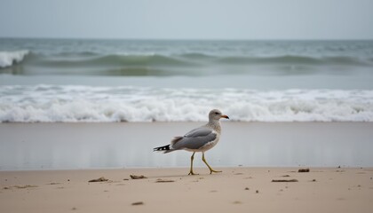 Poster -  Wings of Freedom  A seagulls solitary beach stroll