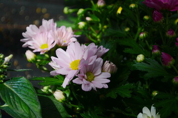 Wall Mural - background of beautiful pink chrysanthemum flowers.