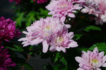 Wall Mural - background of beautiful pink chrysanthemum flowers.