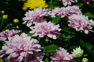 Wall Mural - background of beautiful pink chrysanthemum flowers.