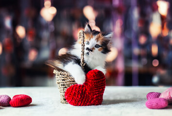 Sticker - greeting card with a cute fluffy kitten peeking out of a basket with a red heart on a shiny holiday background