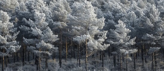 Wall Mural - A group of pine trees displaying varied shades of gray creating a natural textured backdrop with available copy space image