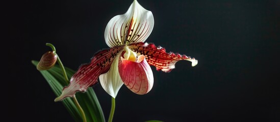 Wall Mural - Detailed close up of a creamy white and red lady slipper orchid Paphiopedilum Godefroyae var Ang thong in a pot with a black background providing copy space image