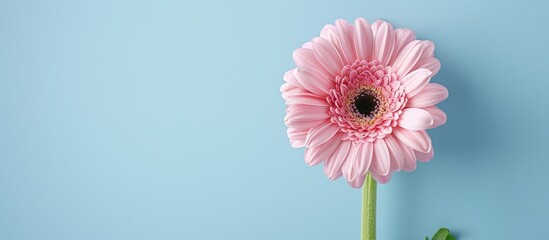 Poster - Top view of a lovely pink gerbera flower on a light blue backdrop with room for text in the image. Copy space image. Place for adding text and design