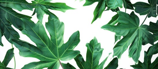 Wall Mural - white background showcasing papaya leaves allowing for text in a copy space image