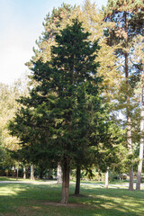 small pine tree in a park with green foliage