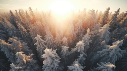 Wall Mural - Snowy trees forest outdoors nature.