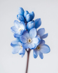 Blue Spring flower stem isolated on white background